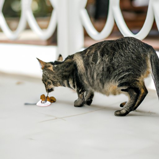 Spotting the Signs: How to Detect a Pregnant Cat