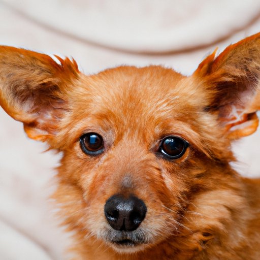 How to Get Rid of Ear Mites in Dogs: A Guide for Pet Owners - The